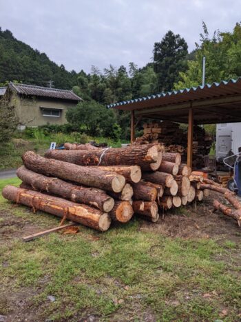 森町にて松の木を伐採、集材して納品しました