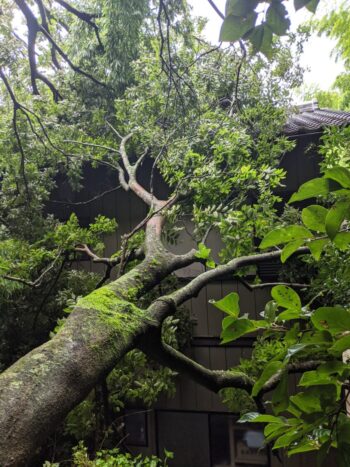 森町にて家屋への倒木処理