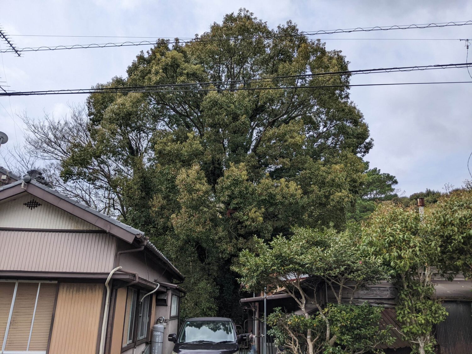 クスノキ　支障木　伐採